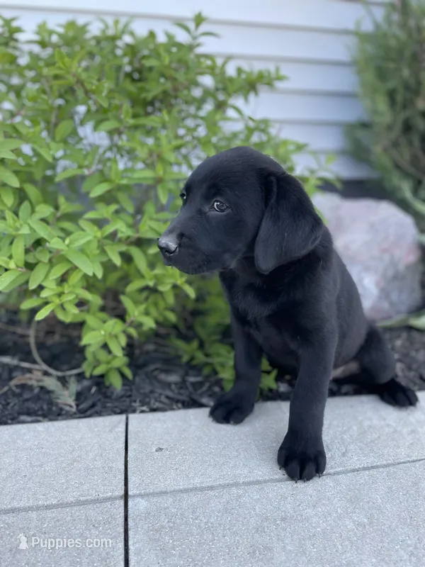 Coco  – Labrador Retriever puppy for sale in Nappanee, IN