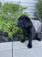 Coco , a female Labrador Retriever for sale in Nappanee, IN – 1 of 10