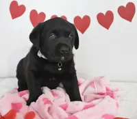 Oreo , a male Labrador Retriever for sale in Nappanee, IN – Photo 3 of 6