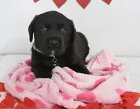 Oreo , a male Labrador Retriever for sale in Nappanee, IN – Photo 6 of 6