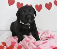 Oreo , a male Labrador Retriever for sale in Nappanee, IN – Photo 5 of 6
