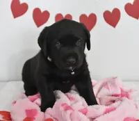 Oreo , a male Labrador Retriever for sale in Nappanee, IN – Photo 4 of 6