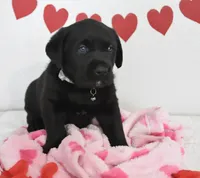 Oreo , a male Labrador Retriever for sale in Nappanee, IN – Photo 2 of 6