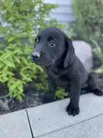 Coco , a female Labrador Retriever for sale in Nappanee, IN – 3 of 10