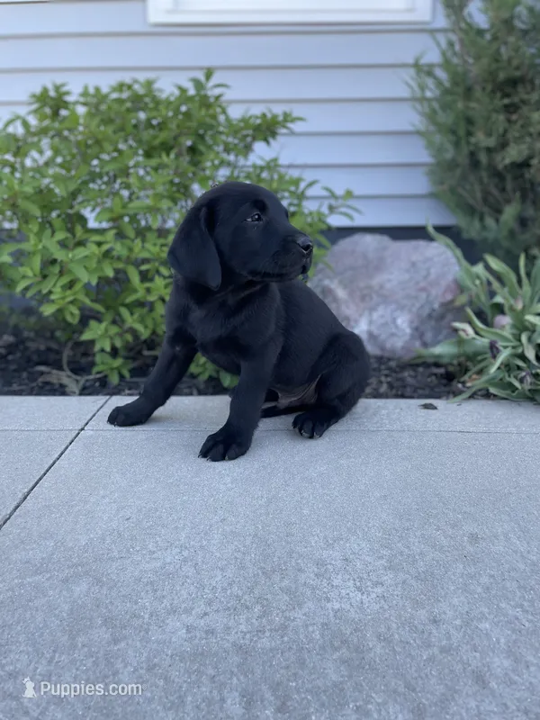 Chandler , a male Labrador Retriever for sale in Nappanee, IN – 1 of 8