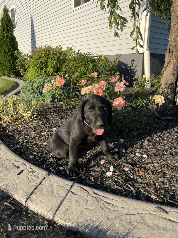Autumn  – Labrador Retriever puppy for sale in Nappanee, IN