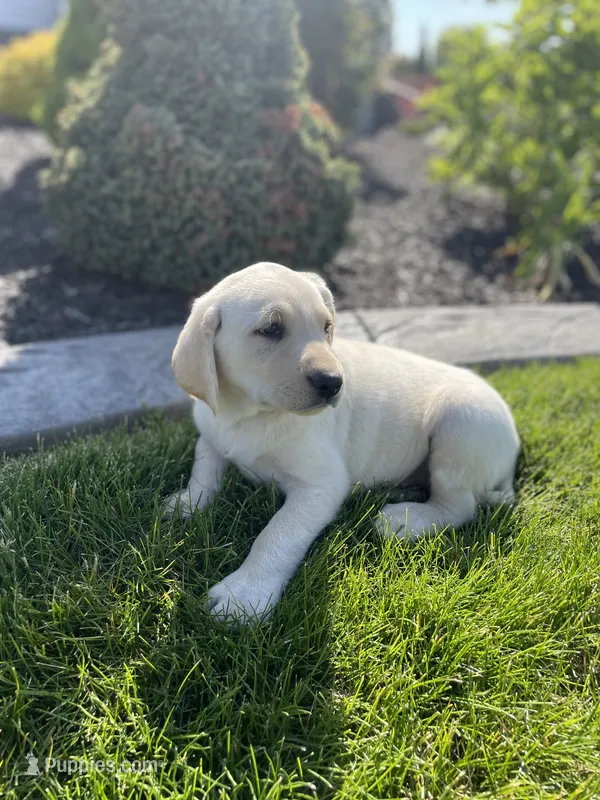 Charlie  – Labrador Retriever puppy for sale in Nappanee, IN