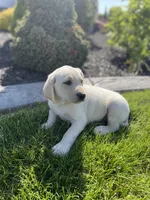 Charlie , a male Labrador Retriever for sale in Nappanee, IN – 1 of 7