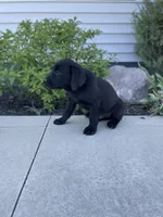 Chandler , a male Labrador Retriever for sale in Nappanee, IN – 7 of 8