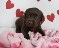 Prince , a male Labrador Retriever for sale in Nappanee, IN – Photo 3 of 4