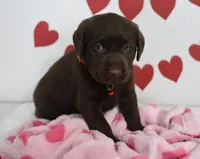 Prince , a male Labrador Retriever for sale in Nappanee, IN – Photo 4 of 4