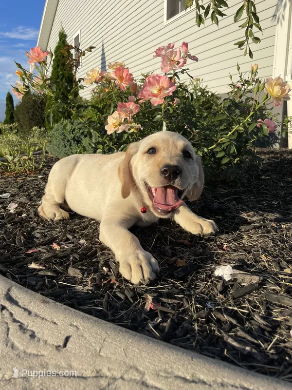 Pumpkin – Labrador Retriever puppy for sale in Nappanee, IN