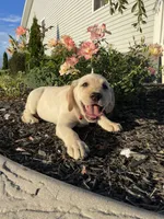 Pumpkin, a female Labrador Retriever for sale in Nappanee, IN – 1 of 3