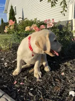 Pumpkin, a female Labrador Retriever for sale in Nappanee, IN – 2 of 3