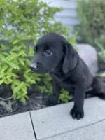 Coco , a female Labrador Retriever for sale in Nappanee, IN – 4 of 10