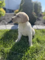 Daisy , a female Labrador Retriever for sale in Nappanee, IN – 2 of 10