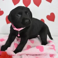 Juliet , a female Labrador Retriever for sale in Nappanee, IN – Photo 2 of 2