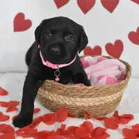 Juliet , a female Labrador Retriever for sale in Nappanee, IN – Photo 1 of 2