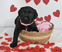 Juliet , a female Labrador Retriever for sale in Nappanee, IN – Photo 1 of 2