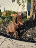 Cocoa, a female Labrador Retriever for sale in Nappanee, IN – 3 of 3