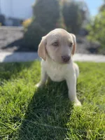 Daisy , a female Labrador Retriever for sale in Nappanee, IN – 6 of 10