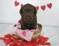 Hershey , a male Labrador Retriever for sale in Nappanee, IN – Photo 1 of 5