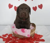 Hershey , a male Labrador Retriever for sale in Nappanee, IN – Photo 5 of 5