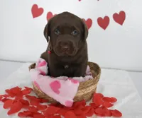 Hershey , a male Labrador Retriever for sale in Nappanee, IN – Photo 3 of 5