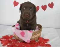 Hershey , a male Labrador Retriever for sale in Nappanee, IN – Photo 4 of 5