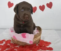 Hershey , a male Labrador Retriever for sale in Nappanee, IN – Photo 2 of 5