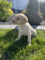 Daisy , a female Labrador Retriever for sale in Nappanee, IN – 9 of 10