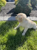 Daisy , a female Labrador Retriever for sale in Nappanee, IN – 10 of 10
