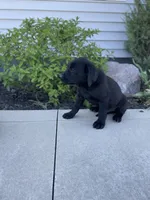 Chandler , a male Labrador Retriever for sale in Nappanee, IN – 8 of 8