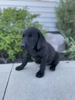 Chandler , a male Labrador Retriever for sale in Nappanee, IN – 5 of 8