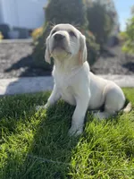 Charlie , a male Labrador Retriever for sale in Nappanee, IN – 7 of 7
