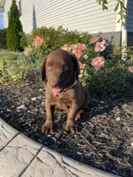 Cocoa, a female Labrador Retriever for sale in Nappanee, IN – 1 of 3