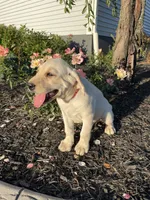 Pumpkin, a female Labrador Retriever for sale in Nappanee, IN – 3 of 3