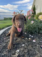 Boomer , a male Labrador Retriever for sale in Nappanee, IN – 2 of 4