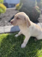 Daisy , a female Labrador Retriever for sale in Nappanee, IN – 4 of 10