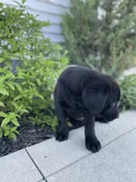 Coco , a female Labrador Retriever for sale in Nappanee, IN – 8 of 10