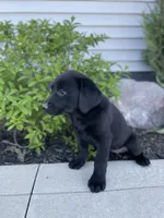 Coco , a female Labrador Retriever for sale in Nappanee, IN – 2 of 10