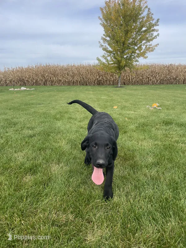 Autumn  – Labrador Retriever puppy for sale in Nappanee, IN