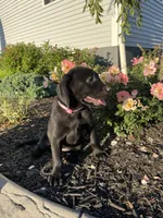 Autumn , a female Labrador Retriever for sale in Nappanee, IN – 3 of 3