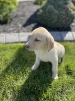 Daisy , a female Labrador Retriever for sale in Nappanee, IN – 5 of 10