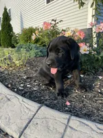 Duke, a male Labrador Retriever for sale in Nappanee, IN – 3 of 3