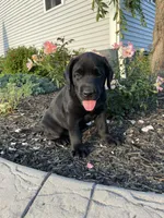 Duke, a male Labrador Retriever for sale in Nappanee, IN – 1 of 3