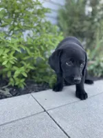 Coco , a female Labrador Retriever for sale in Nappanee, IN – 6 of 10