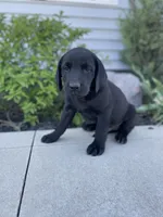 Chandler , a male Labrador Retriever for sale in Nappanee, IN – 2 of 8