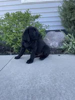 Chandler , a male Labrador Retriever for sale in Nappanee, IN – 6 of 8