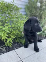 Coco , a female Labrador Retriever for sale in Nappanee, IN – 5 of 10
